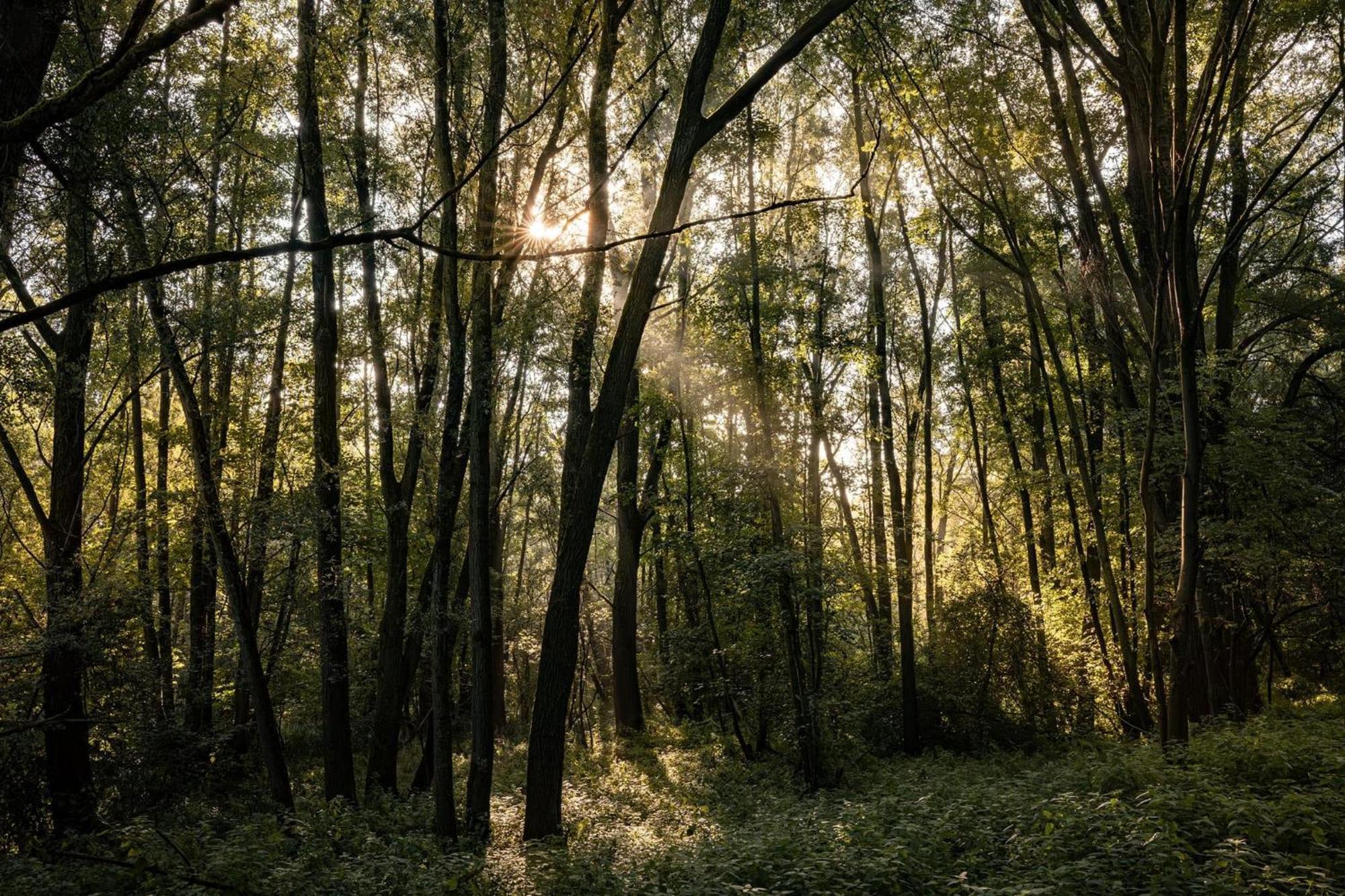 Veluwe Park Reewold Chalet Vision Putten Eksteriør billede