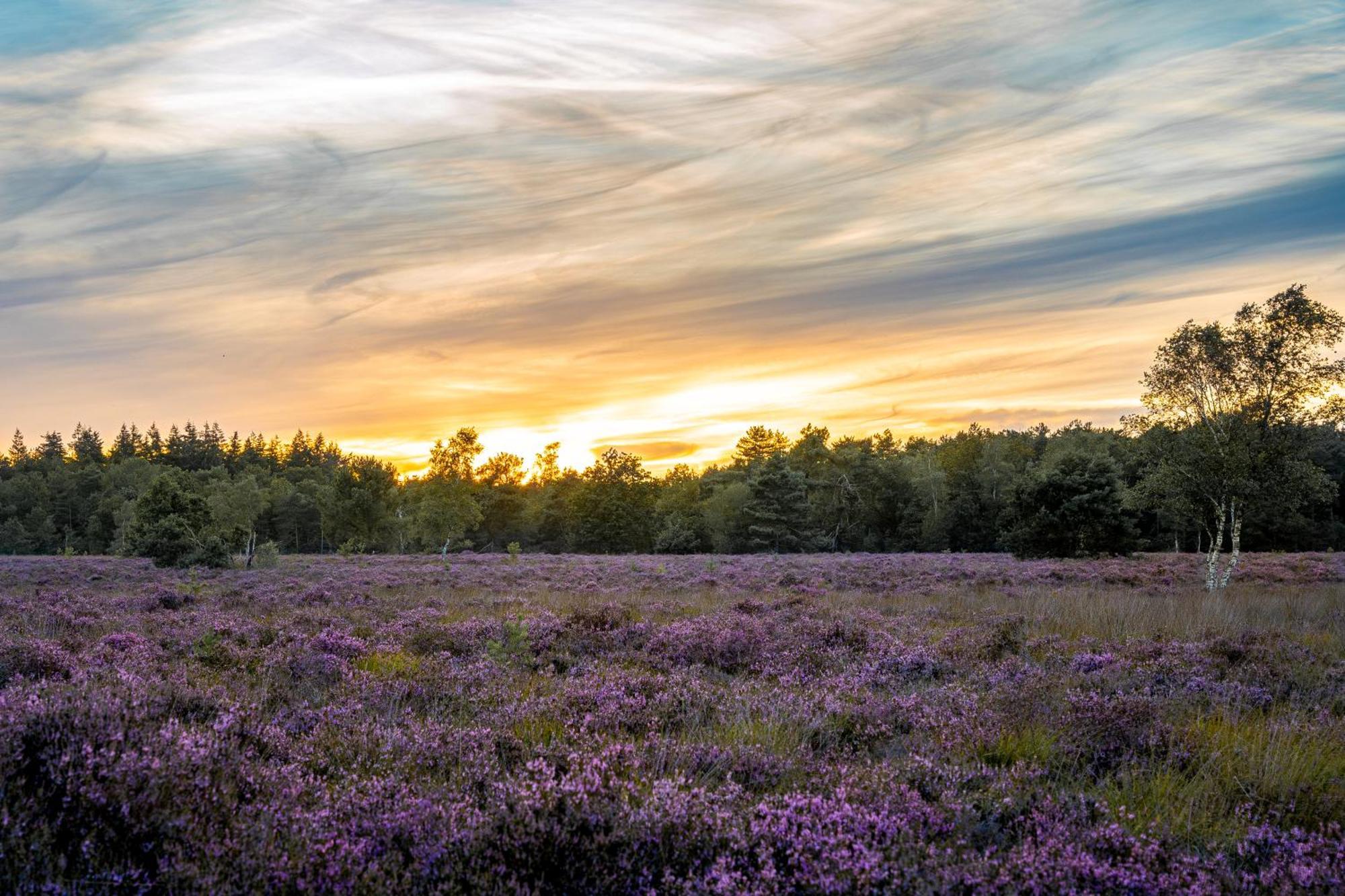 Veluwe Park Reewold Chalet Vision Putten Eksteriør billede